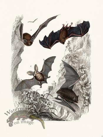 Bats of the World 13